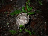 Amanita sect. Vaginatae image