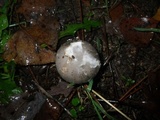 Amanita sect. Vaginatae image