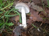 Amanita sect. Vaginatae image