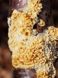 Basidioradulum radula image
