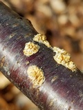 Basidioradulum radula image