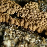 Arcyria ferruginea image