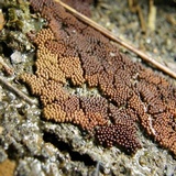 Arcyria ferruginea image