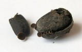 Lanzia echinophila image