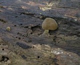Simocybe centunculus var. centunculus image