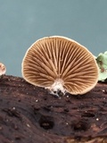 Simocybe haustellaris image