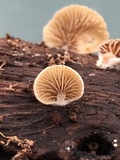 Simocybe haustellaris image