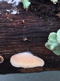 Simocybe haustellaris image