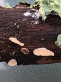 Simocybe haustellaris image