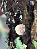 Simocybe haustellaris image