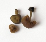 Simocybe centunculus var. centunculus image