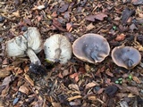 Melanoleuca melaleuca image