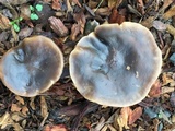 Melanoleuca melaleuca image