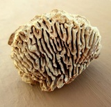 Daedalea quercina image