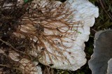 Peltigera cinnamomea image