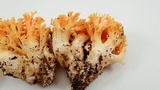 Ramaria formosa image