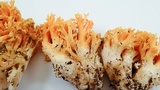 Ramaria formosa image