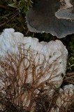 Peltigera cinnamomea image
