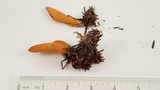 Otidea leporina image