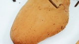 Otidea leporina image