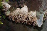 Peltigera cinnamomea image