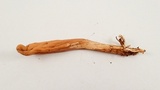 Clavariadelphus occidentalis image