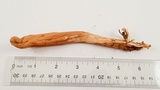 Clavariadelphus occidentalis image