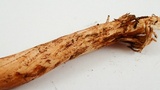 Clavariadelphus occidentalis image