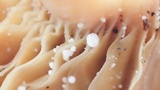Dendrocollybia racemosa image