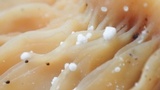 Dendrocollybia racemosa image