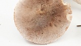 Tricholoma terreum image