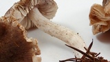 Tricholoma terreum image