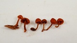 Gymnopilus rufescens image