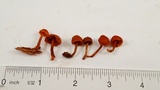 Gymnopilus rufescens image