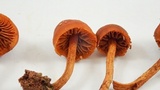 Gymnopilus rufescens image