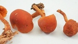 Gymnopilus rufescens image