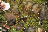 Peltigera cinnamomea image
