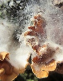 Syzygites megalocarpus image