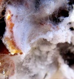 Syzygites megalocarpus image