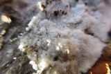Syzygites megalocarpus image