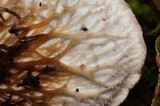 Peltigera cinnamomea image