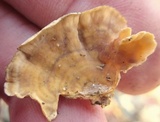 Syzygites megalocarpus image