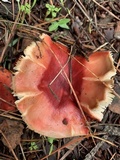 Russula rhodocephala image