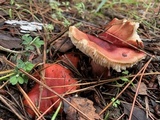 Russula rhodocephala image