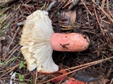 Russula rhodocephala image