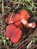 Russula rhodocephala image