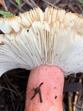 Russula rhodocephala image