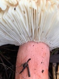 Russula rhodocephala image