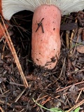 Russula rhodocephala image