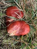 Russula rhodocephala image